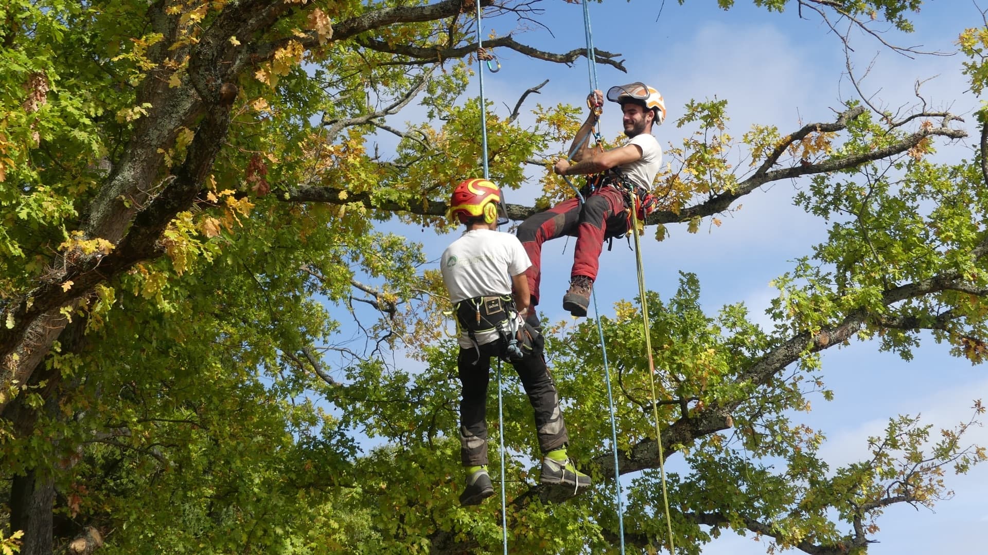Élagage d'arbres professionnel à Désaignes