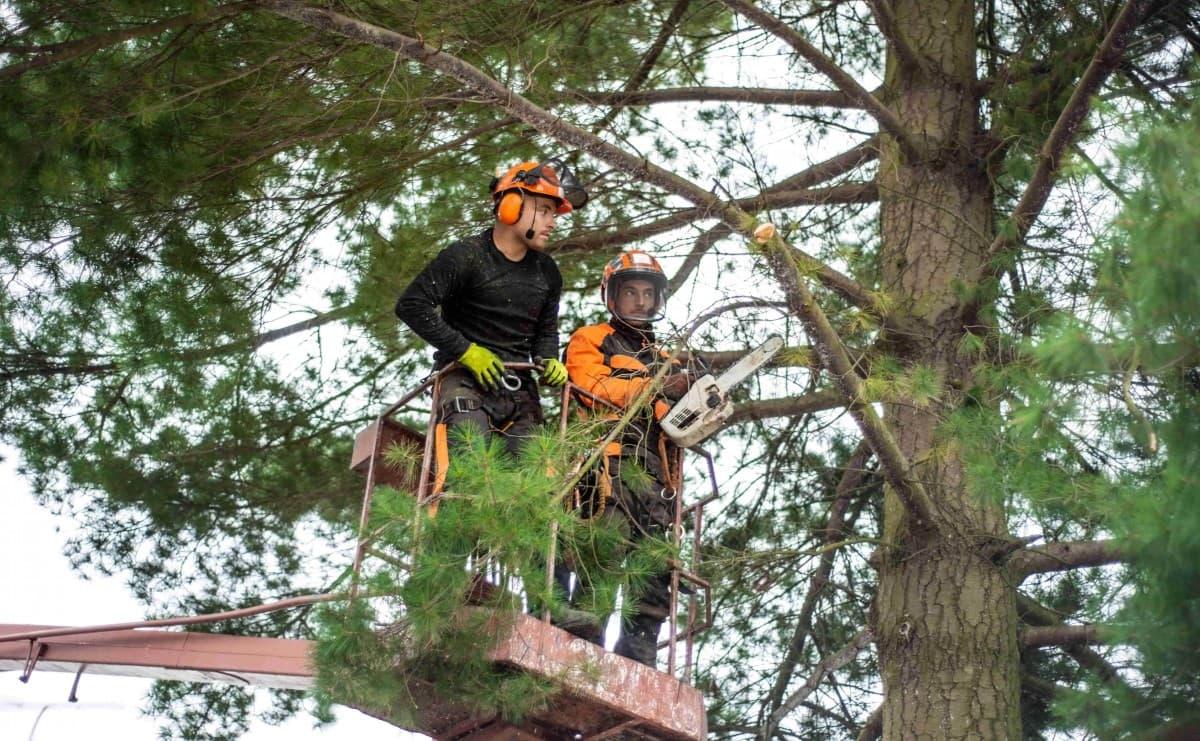 Élagage en hauteur par nacelle élévatrice à Saint-Côme-de-Fresné