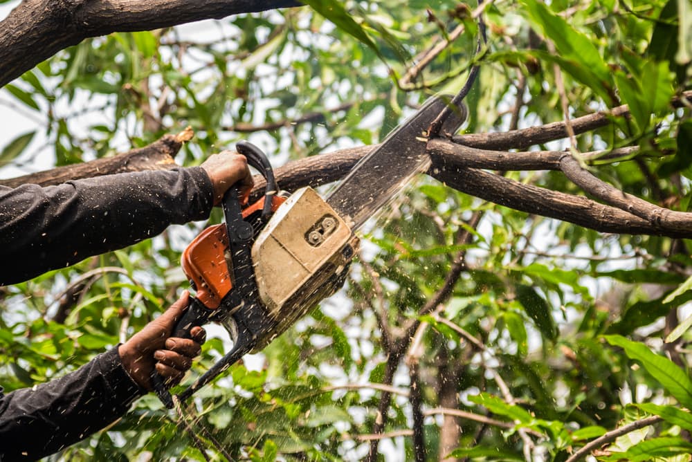 Service professionnel d'élagage à Saint-Côme-de-Fresné - Taille, abattage et entretien d'arbres