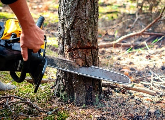 Abattage d'arbres à Montbonnot-Saint-Martin (38330) - Service professionnel d'élagage et d'abattage