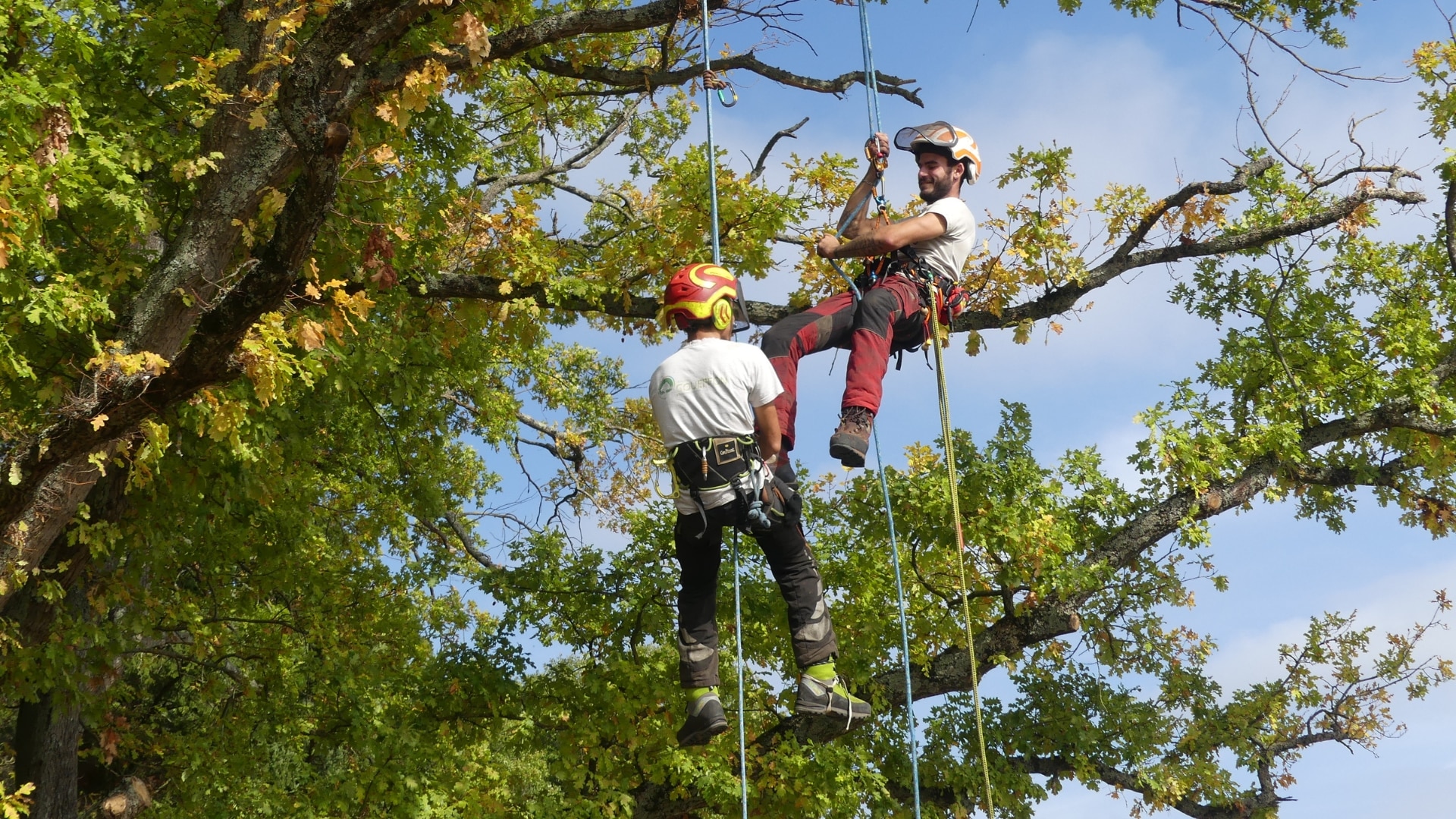 Élagage en hauteur à Montbonnot-Saint-Martin (38330) - Service professionnel d'élagage et d'abattage