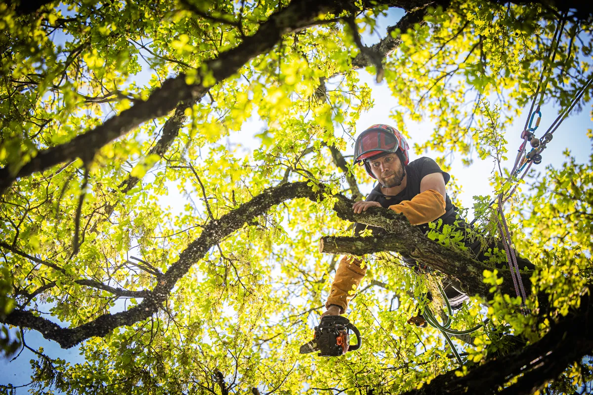 Élagueur professionnel AF Élagage Var intervenant sur arbres à Saint-Benoît - Élagage et abattage certifié